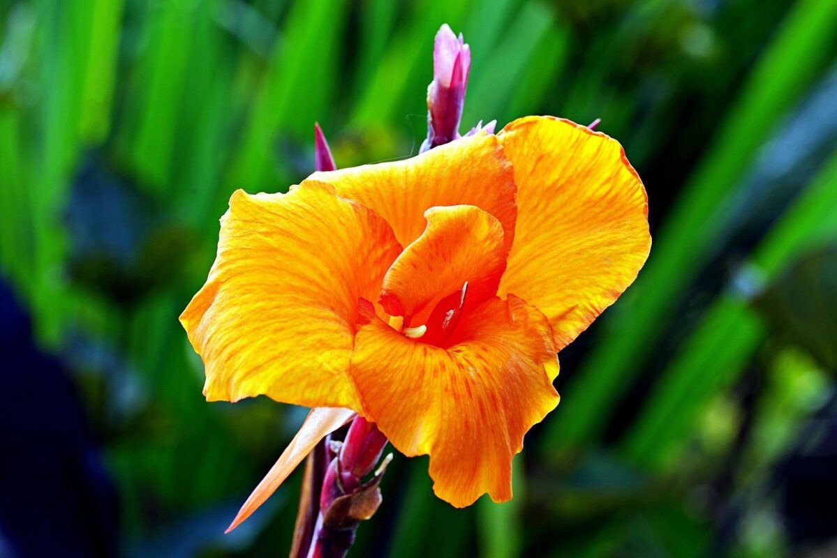 indian shot, flower, plant, beautiful flowers, canna indica, petals, bloom, flora, nature, flower wallpaper, closeup, canna indica, canna indica, canna indica, canna indica, flower background, canna indica